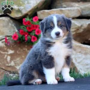 Skye, Miniature Australian Shepherd Puppy