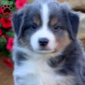 Skye, Miniature Australian Shepherd Puppy