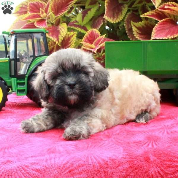 Skyla, Shih-Poo Puppy