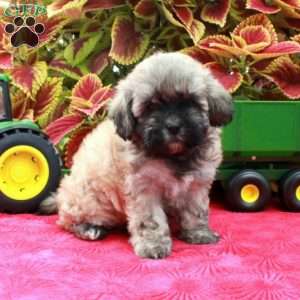 Skyla, Shih-Poo Puppy
