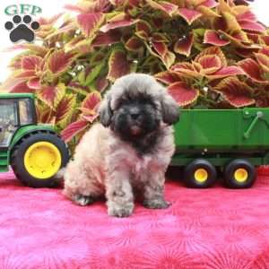 Skyla, Shih-Poo Puppy