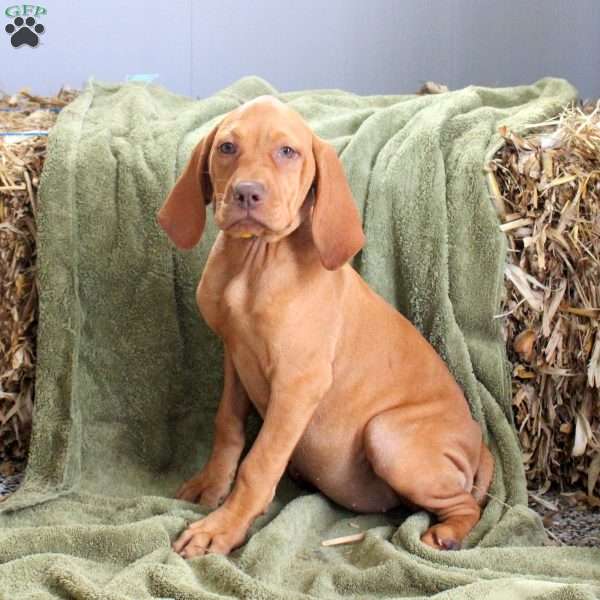 Skylar, Vizsla Puppy