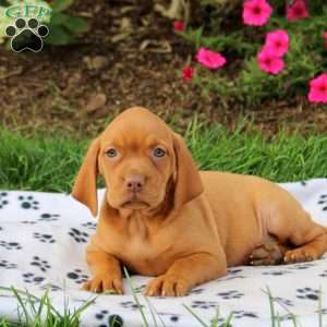 Skylar, Vizsla Puppy