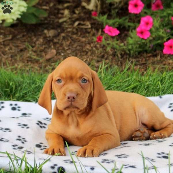 Skylar, Vizsla Puppy