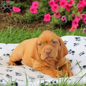 Skylar, Vizsla Puppy