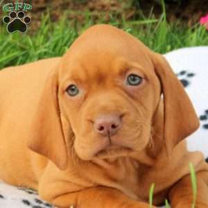 Skylar, Vizsla Puppy