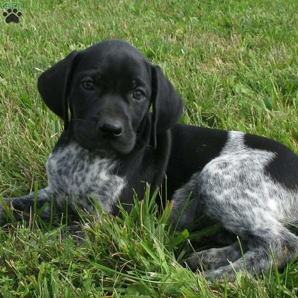 Skylar, German Shorthaired Pointer Puppy