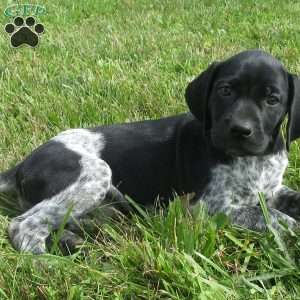 Skylar, German Shorthaired Pointer Puppy
