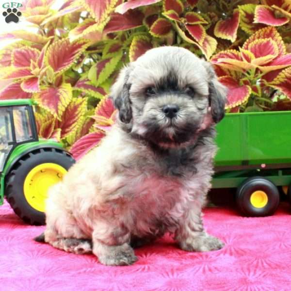 Skylark, Shih-Poo Puppy