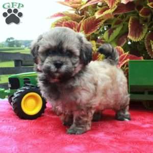 Skylark, Shih-Poo Puppy