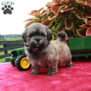 Skylark, Shih-Poo Puppy