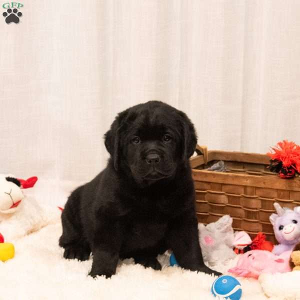 Skyler, Black Labrador Retriever Puppy