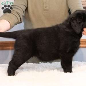Skyler, Black Labrador Retriever Puppy