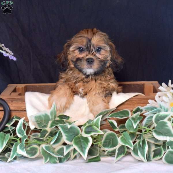 Samantha, Shih-Poo Puppy