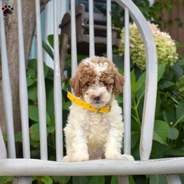 Smiles, Miniature Poodle Puppy