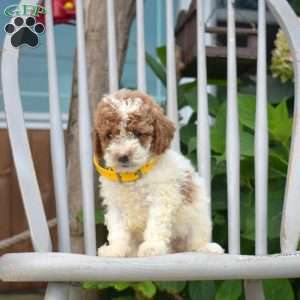 Smiles, Miniature Poodle Puppy