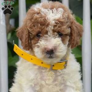 Smiles, Miniature Poodle Puppy