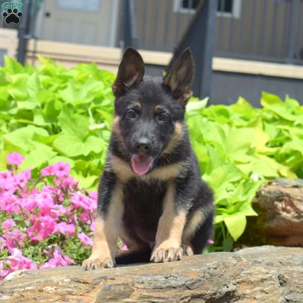 Smokey, German Shepherd Puppy