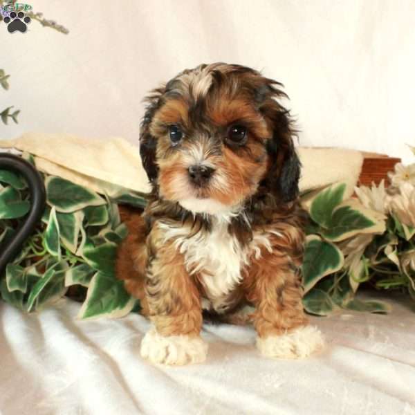 Smokey, Shih-Poo Puppy