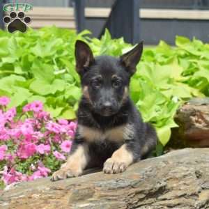 Smokey, German Shepherd Puppy