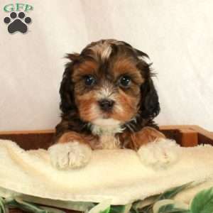 Smokey, Shih-Poo Puppy