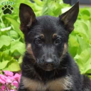 Smokey, German Shepherd Puppy