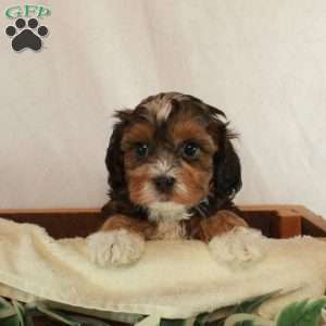 Smokey, Shih-Poo Puppy