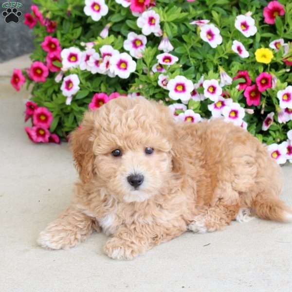 S’more, Bich-Poo Puppy