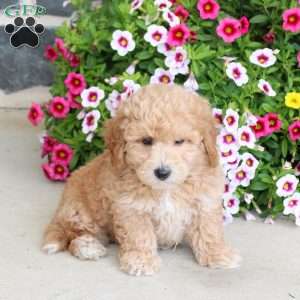 S’more, Bich-Poo Puppy