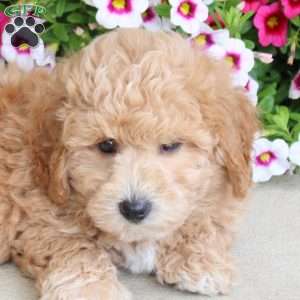 S’more, Bich-Poo Puppy