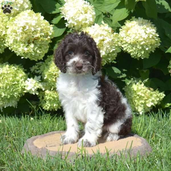 S’mores, Cockapoo Puppy