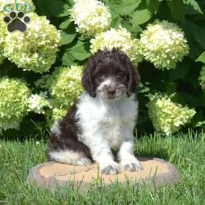 S’mores, Cockapoo Puppy