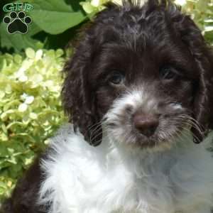 S’mores, Cockapoo Puppy
