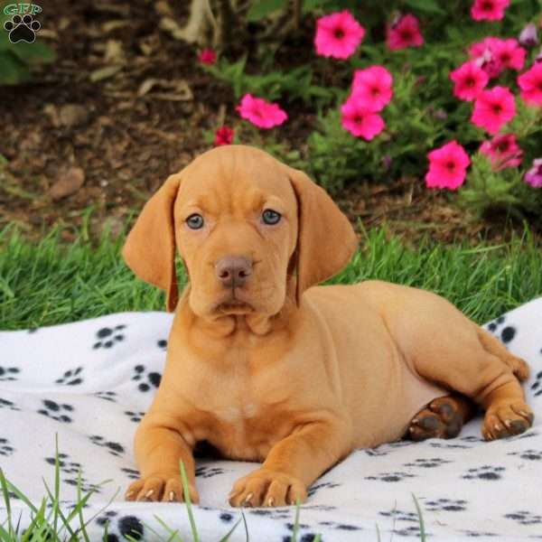 Sneakers, Vizsla Puppy