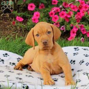 Sneakers, Vizsla Puppy
