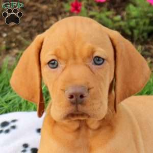 Sneakers, Vizsla Puppy