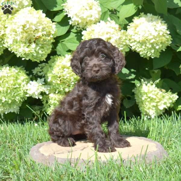 Snickerdoodle, Cockapoo Puppy