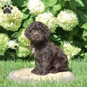 Snickerdoodle, Cockapoo Puppy