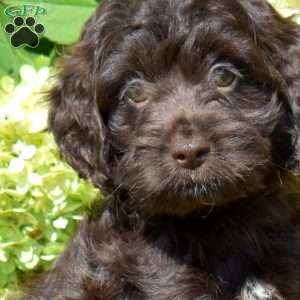 Snickerdoodle, Cockapoo Puppy