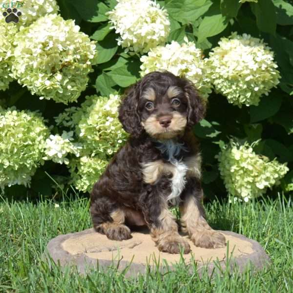 Snickers, Cockapoo Puppy