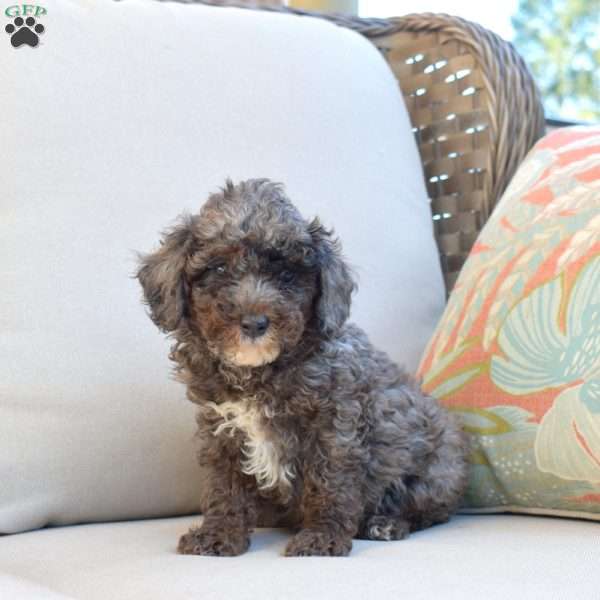 Snickers, Miniature Poodle Puppy