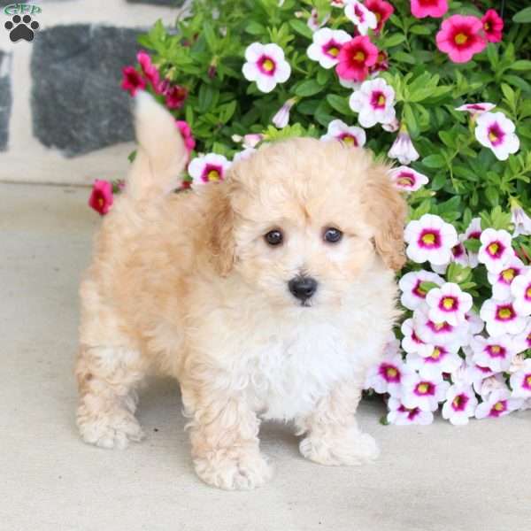 Snickers, Bich-Poo Puppy