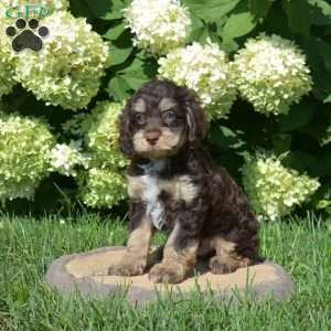 Snickers, Cockapoo Puppy