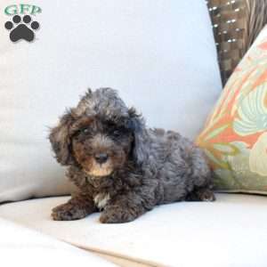 Snickers, Miniature Poodle Puppy