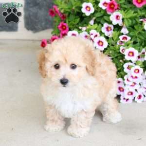 Snickers, Bich-Poo Puppy