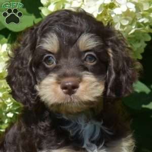 Snickers, Cockapoo Puppy