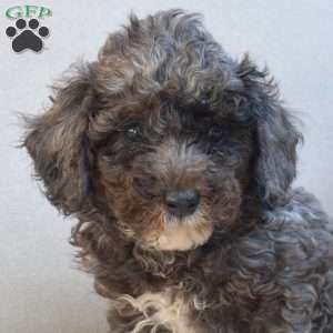 Snickers, Miniature Poodle Puppy