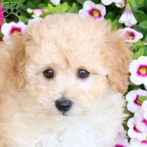 Snickers, Bich-Poo Puppy