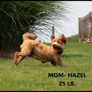 mom