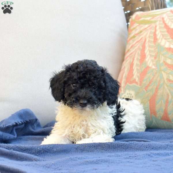 Snoopy, Miniature Poodle Puppy